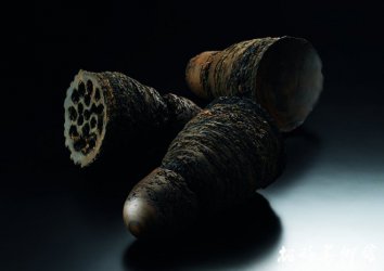 《种子的分层形式》